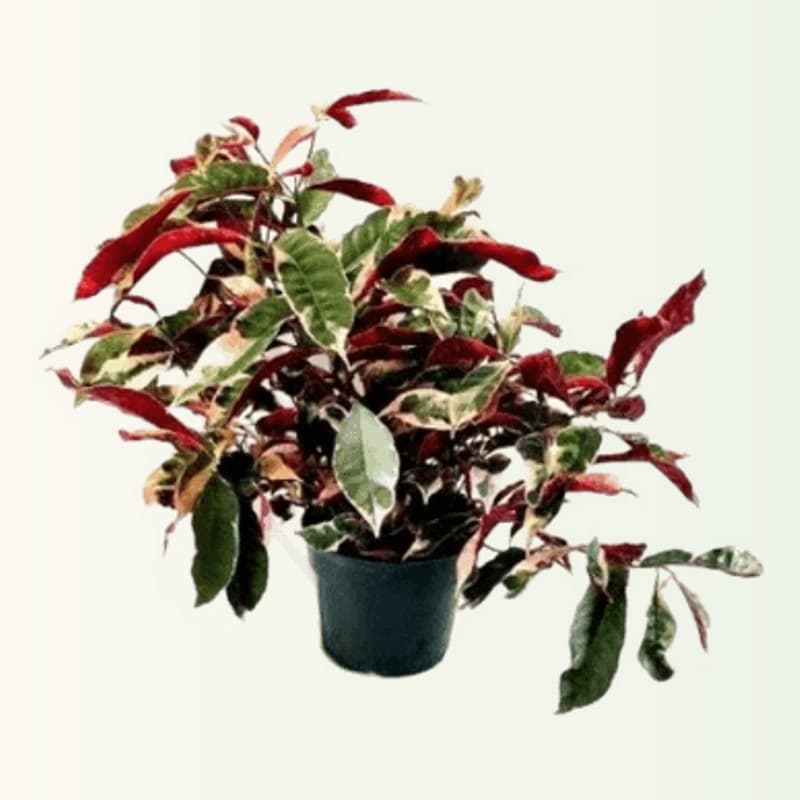 Excoecaria Bicolor (Laila Majnu)