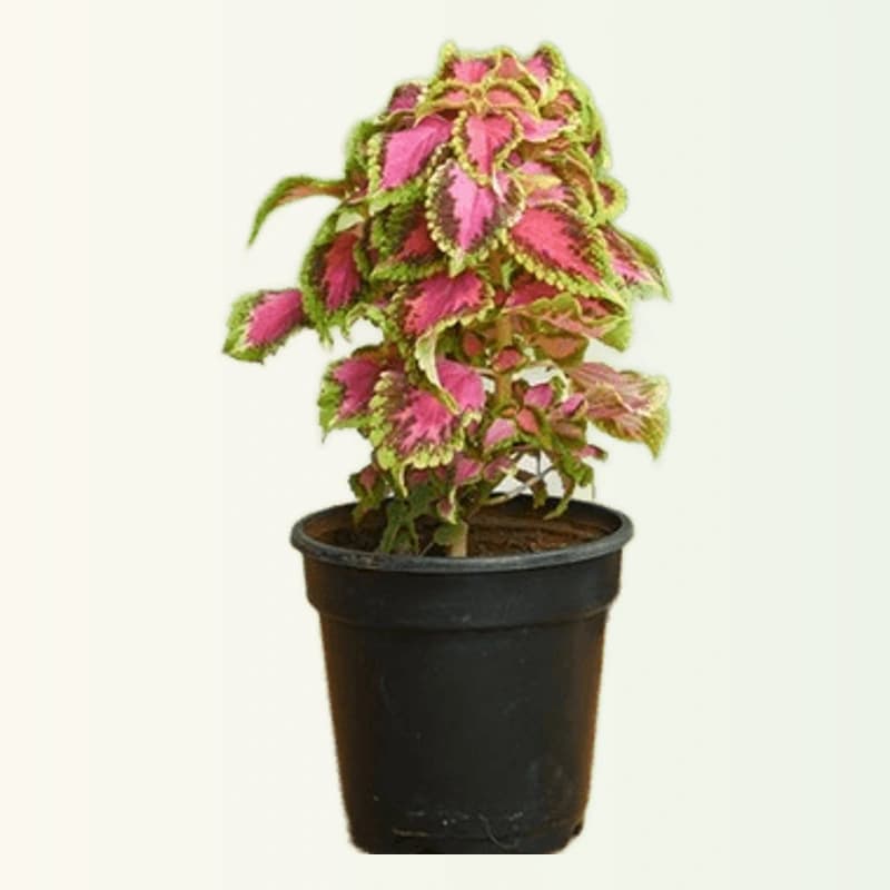 Coleus
