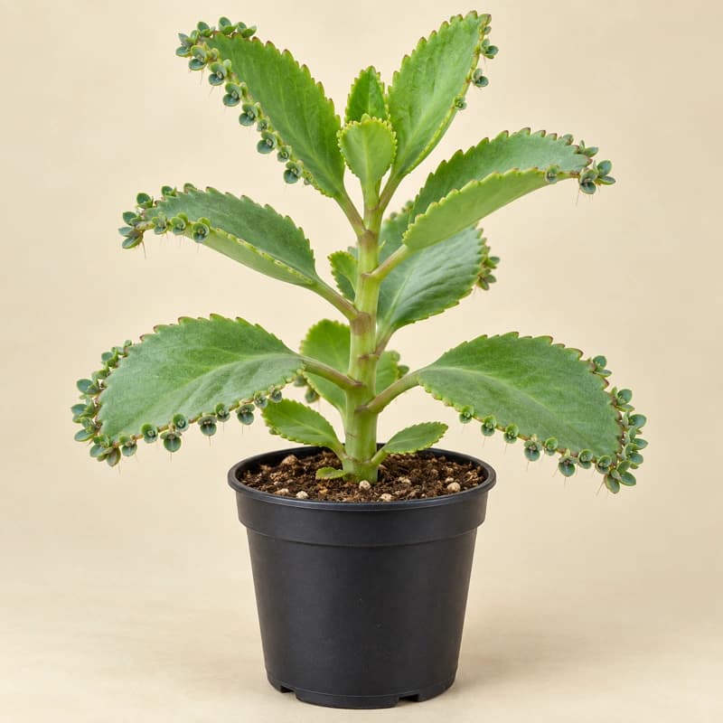 Ajuba / Patharchatta