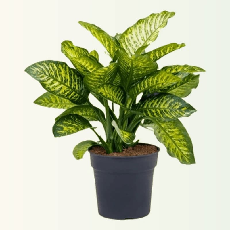 Dieffenbachia ( Jal bahar)
