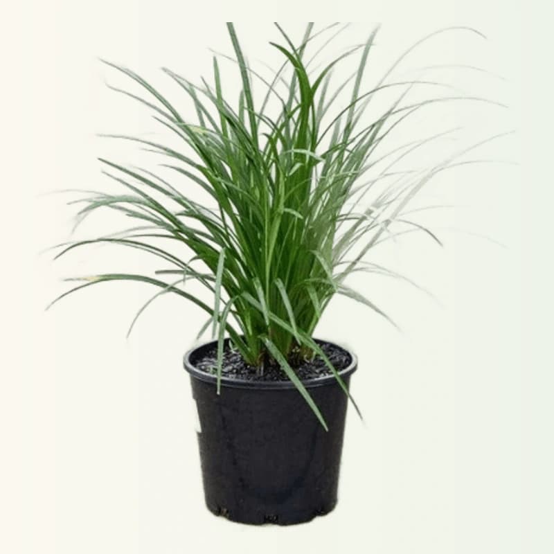 Ribbon grass