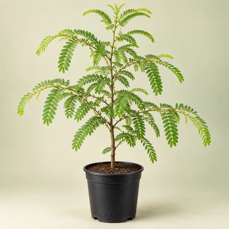 Amla