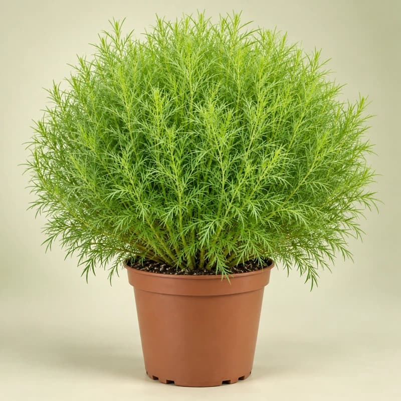 Kochia