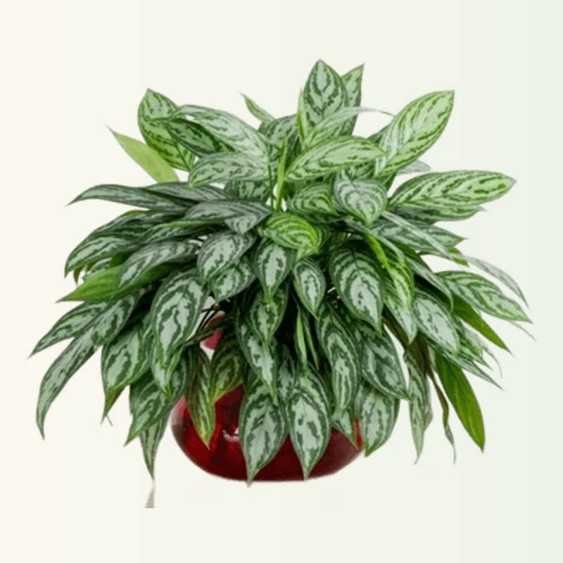 Dry China Plant