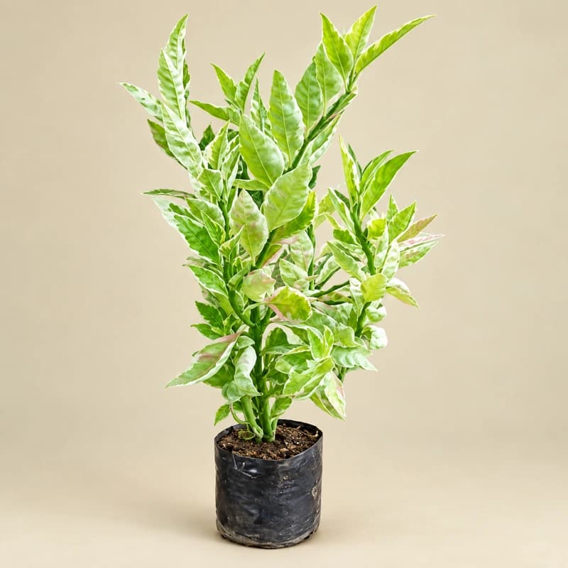 Kabutri plant