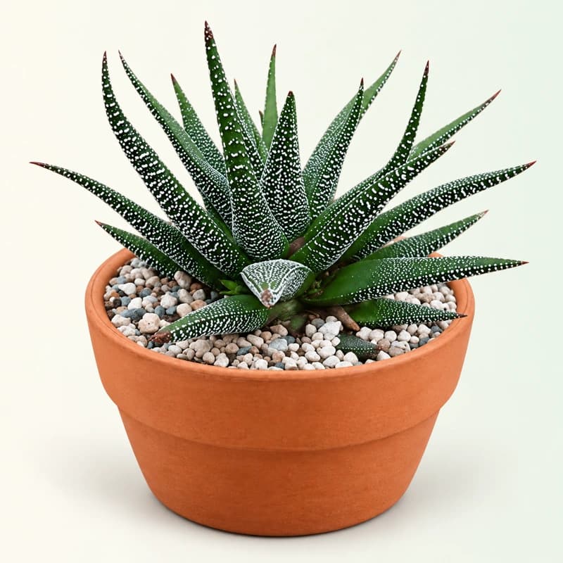 Howarthia