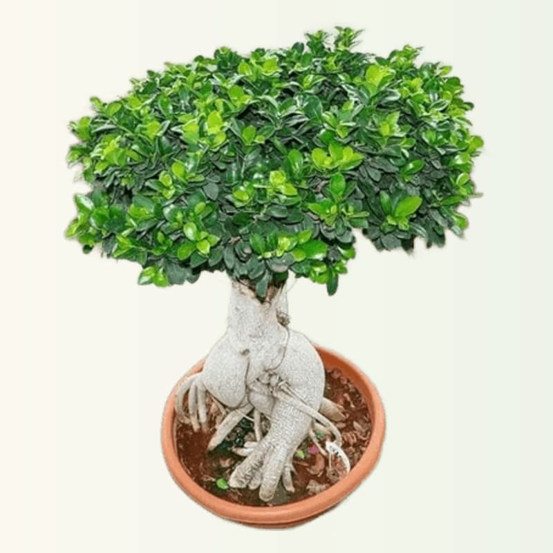 Panda Fiscus Bonsai
