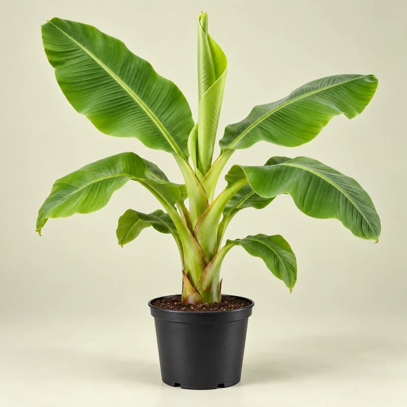 Banana plant
