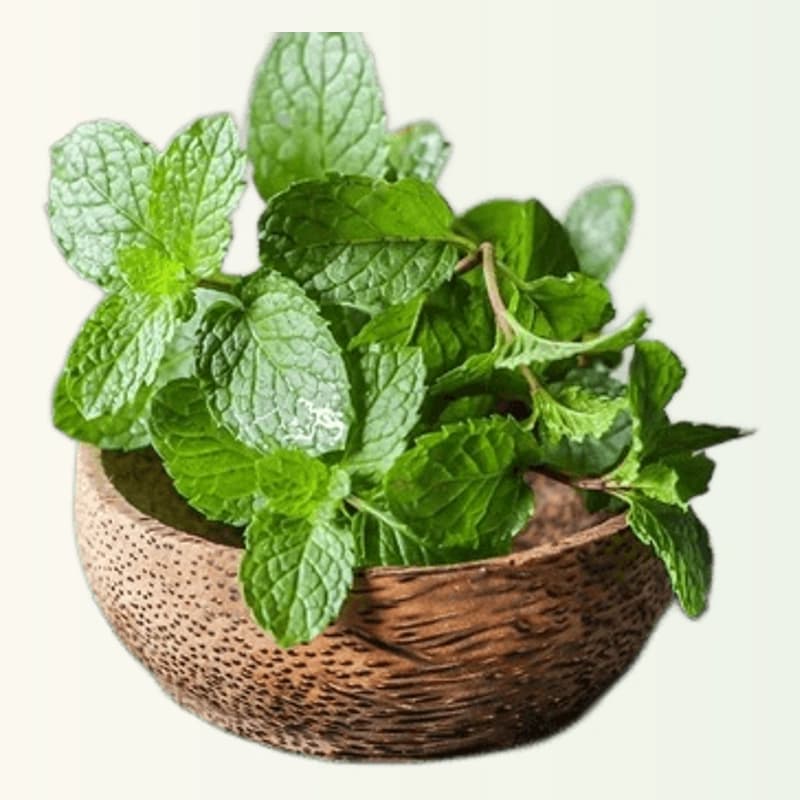 Mint ( Pudina )